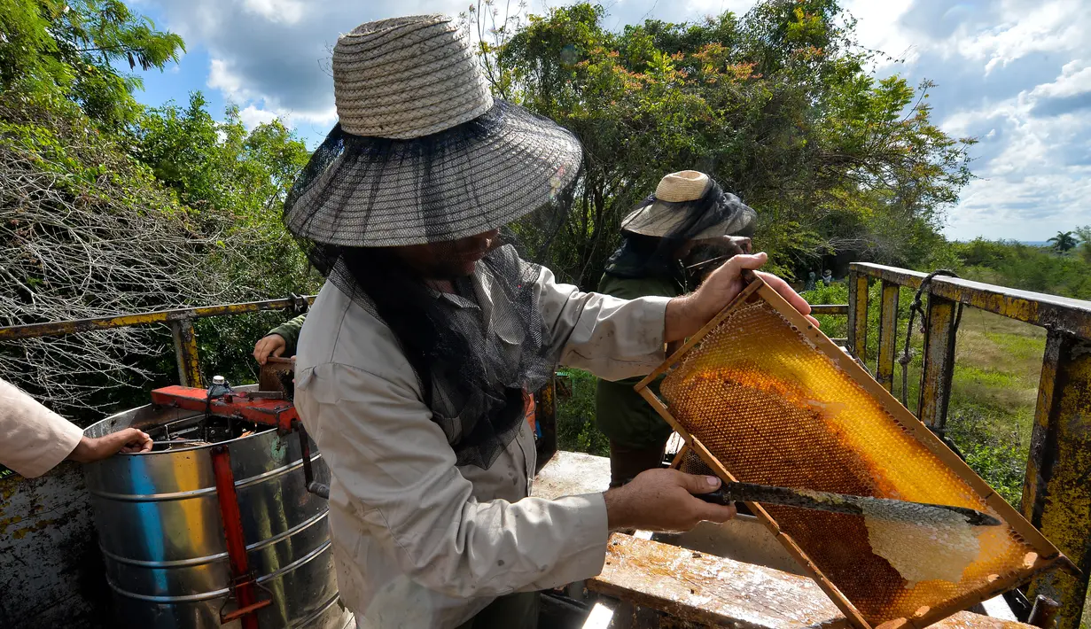 Peternak mengumpulkan madu dari sarang lebah di sebuah peternakan di Navajas, Matanzas, Kuba, 21 Maret 2019. Tempat ini menyimpan banyak bunga liar yang menjadi makanan lebah. (YAMIL LAGE/AFP)