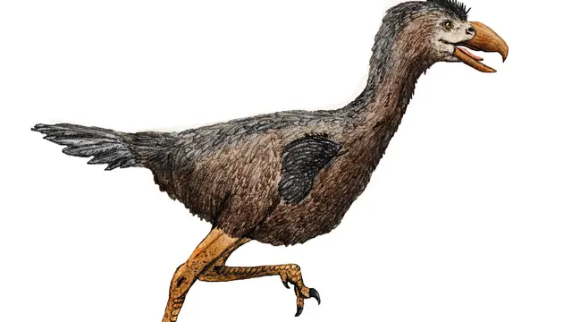 Phorusrhacid