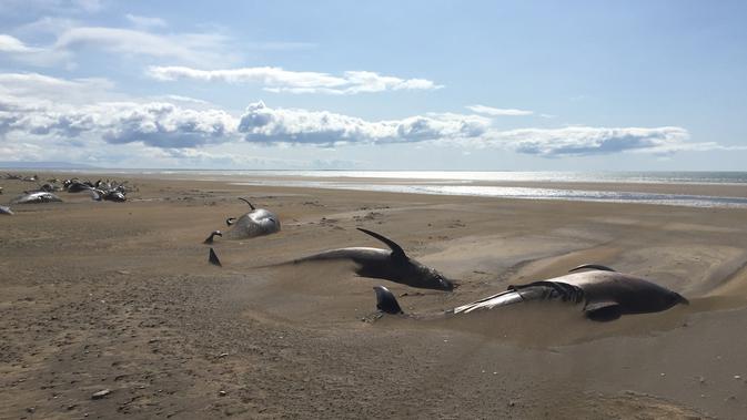 FOTO: Terdampar, 50 Paus Pilot Mati di Pantai Islandia