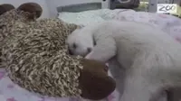 Rekaman Bayi Beruang Kutub yang Lucu dan Menggemaskan Saat Tidur (Colombus Zoo)