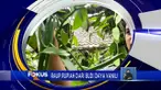 Fokus kali ini mengangkat berita-berita sebagai berikut, Diduga Kerap Mangsa Ternak, Piton Ditangkap,  Banjir Lahar Dingin Semeru, Sang Legenda Soto Padang.