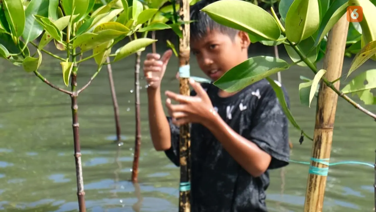 Mangrove makasar