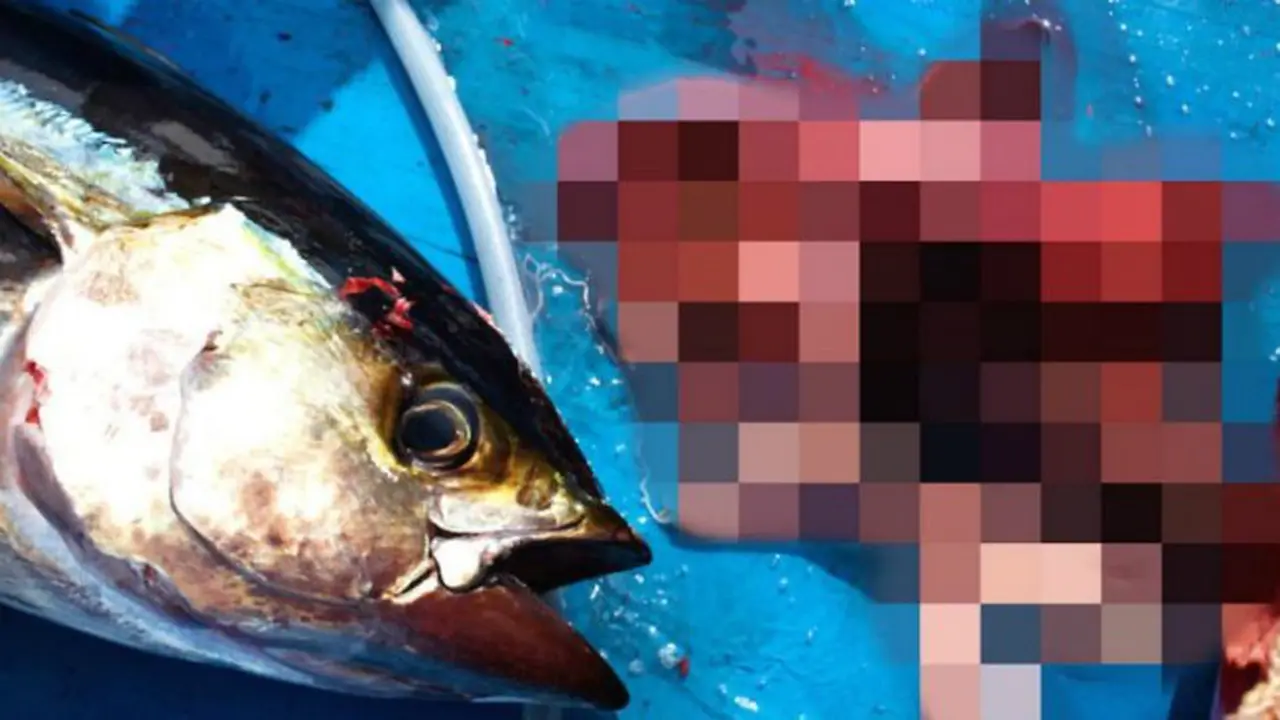 Penis in a tuna