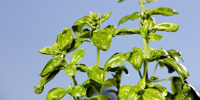 Cara menghilangkan bau badan dengan kemangi/copyright Pixabay.com