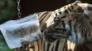 Seekor harimau mengendus balok es berisi sepotong daging di kebun binatang Roma atau disebut Bioparco di Roma, Italia, 13 Juli 2016. Akibat udara panas, pihak pengelola kebun binatang berinisiatif untuk memberi es krim pada para hewan. (Tiziana FABI/AFP)