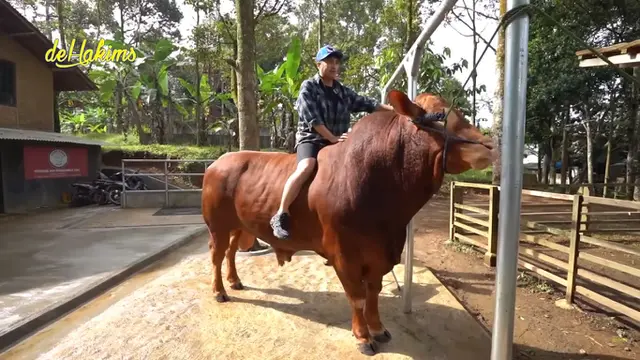 Sapi Kurban Jumbo Ibu Irfan Hakim