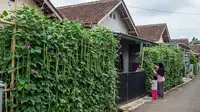 7 Inspirasi Kebun Kacang Panjang Rambat di Pagar Bambu yang Mudah Dibuat, Tumbuh Subur dan Rimbun