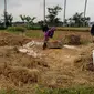 Pemerintah Kabupaten Malang optimis produksi padi pada masa panen raya cukup berlimpah sehingga kebijakan impor beras tidak harus dilakukan (Liputan6.com/Zainul Arifin)
