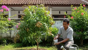 Kelengkeng Sudah Berbuah tapi Ukurannya Kecil? Coba Tips Perawatan Ini