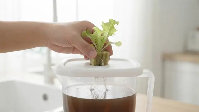 Cara Membuat Kebun Sayur Hidroponik Tanpa Pipa untuk Pemula