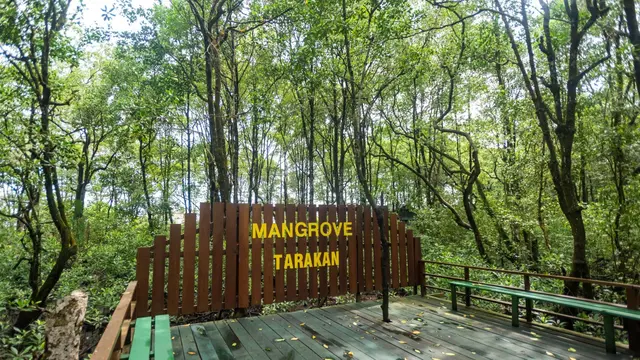 Melihat Kehidupan Bekantan, Primata Langka Pulau Kalimantan di Hutan ...