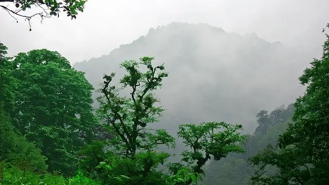 Hutan Hyrcanian