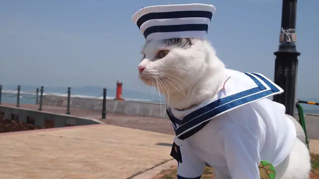 kucing cosplay