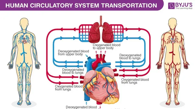 Diagram Sistem Peredaran Darah Manusia