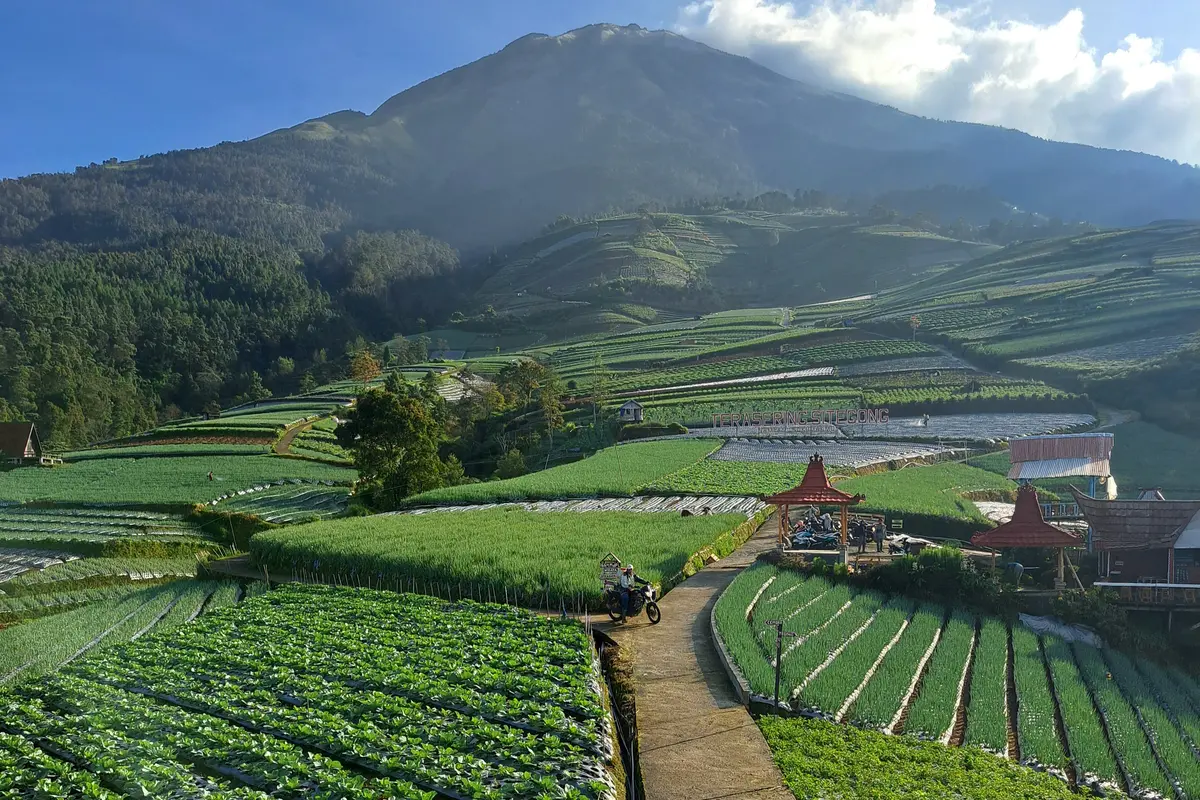 Berkunjung ke Terasering Sitegong Sukomakmur, Surga Tersembunyi di Kaki Gunung Sumbing Magelang