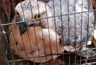 Elang Jawa masuk permukiman warga di Sukabumi. (Liputan6.com/Fira Syahrin)