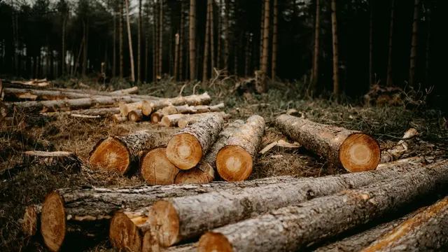 Deforestation