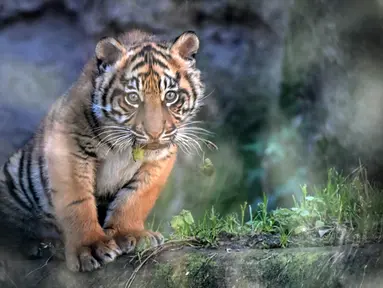 Foto yang diambil pada tanggal 7 Maret 2024 ini menunjukkan seekor anak Harimau Sumatera bernama Kala, melalui sebuah kaca, di kebun binatang Bioparco (Kebun Binatang Biopark), di Roma. (Tiziana FABI/AFP)