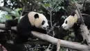 Dua panda raksasa terlihat di Pusat Penelitian dan Penangkaran Panda Raksasa Chengdu dalam sebuah acara peringatan Hari Panda Internasional di Chengdu, Provinsi Sichuan, China barat daya, pada 27 Oktober 2020. (Xinhua/Xu Bingjie)
