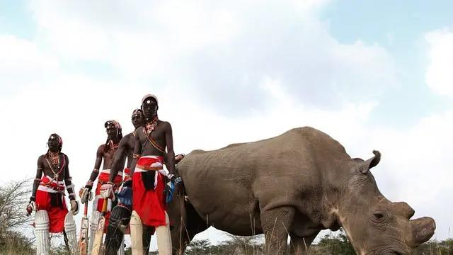 Suku Maasai adakah suku tradisional yang mendiami daerah Kenya, Afrika. Suku tradisional ini dengan unik menganakan busana khas mereka memainkan eksebisi kriket demi pelestarian hewan badak langka di konservasi alam Ol Pejeta.
