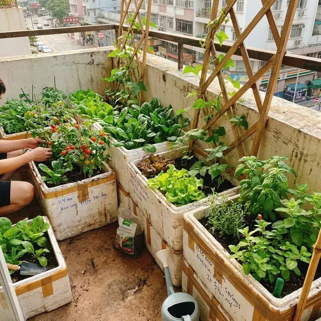 Cara Membuat Kebun Sayur Mini di Balkon dengan Box Styrofoam