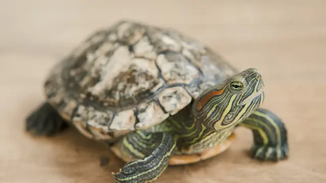 Turtle