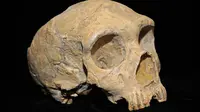 Ilustrasi tengkorak Neanderthal. (Sumber Wikimedia Commons)