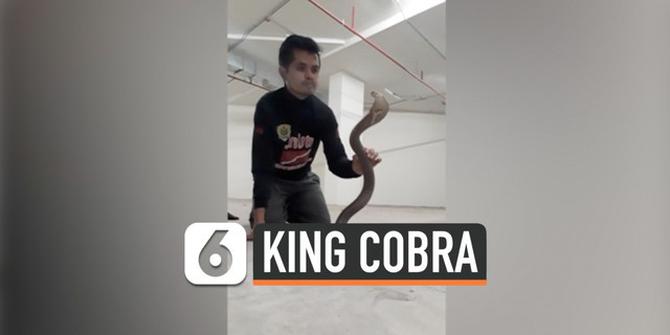 VIDEO: Perhatikan, Ini Cara Pawang Taklukan King Kobra