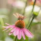 Tanaman bunga herbal, Echinacea. (dok. Pexels/Carolina Roepers)