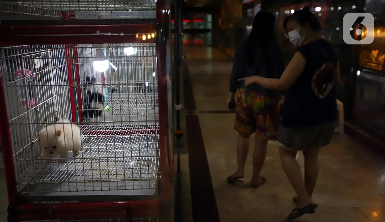Warga melihat anjing di salah satu toko hewan peliharaan di Jakarta, Kamis (29/10/2020). Sejumlah toko hewan peliharaan sepi pelanggan akibat DKI Jakarta masih memberlakukan PSBB transisi untuk memutus penyebaran COVID-19. (merdeka.com/Imam Buhori)