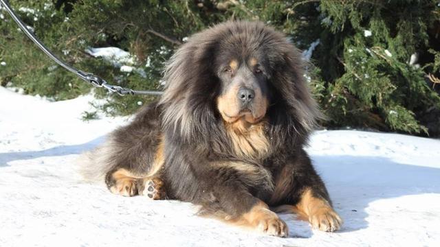 Tibetan Mastiff