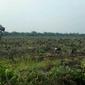 Lahan bekas terbakar ditanami pohon jelutung karena bisa menjaga ekosistem serta kebasahan gambut. (Liputan6.com/M Syukur)