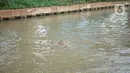 Seorang anak berenang di aliran Sungai Kalimalang, Jakarta, Selasa (18/8/2020). Keterbatasan ekonomi menyebabkan anak-anak tersebut memanfaatkan Sungai Kalimalang sebagai tempat berenang, meskipun berbahaya bagi keselamatan dan kesehatan mereka. (Liputan6.com/Immanuel Antonius)