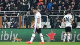 Seekor kucing memasuki lapangan duel Liga Champions antara Besiktas vs Bayern Munchen di Stadion Vodafone, Kamis (15/3). Kondisi ini membuat wasit Michael Oliver menghentikan sementara pertandingan saat Bayern Munchen tengah unggul 2-0. (OZAN KOSE/AFP)