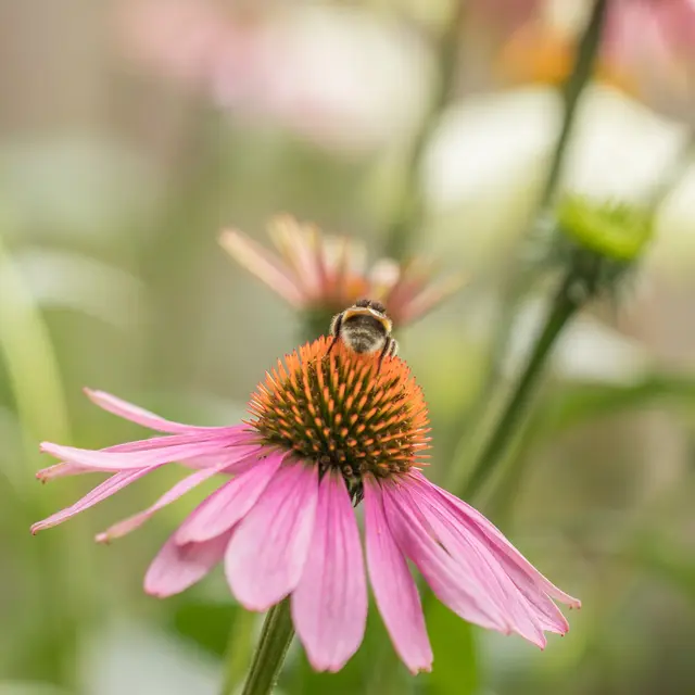 Echinacea