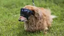 Seekor anjing peliharaan yang mengenakan kacamata pelindung berpose dalam acara Party 4 Paws 2020 di Toronto, Kanada, 30 Agustus 2020. Sebuah acara yang cocok dikunjungi keluarga, pameran hewan peliharaan ini menarik ratusan pengunjung bersama anjing peliharaan mereka. (Xinhua/Zou Zheng)