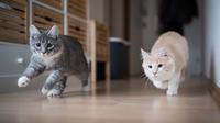 Ilustrasi kucing bermain (Credit: Shutterstock)