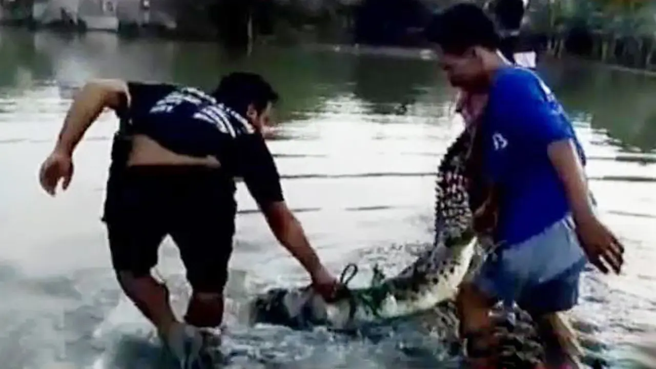 Buaya