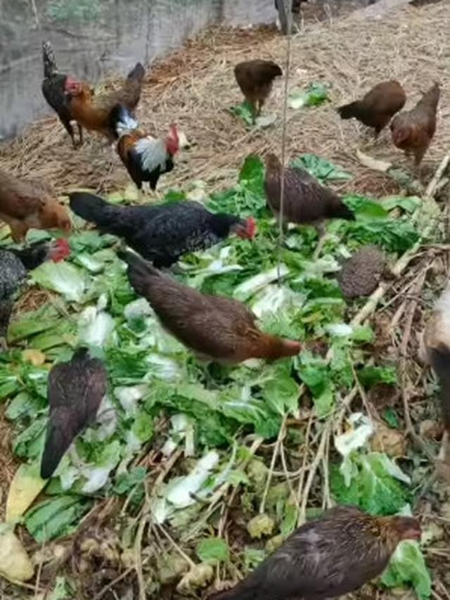 Cerita Sukses Kembalikan Peran Ayam di Kebun, Bantu Olah Food Loss hingga Hasilkan Kompos