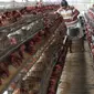 Pekerja mengumpulkan telur dari peternakan ayam di kawasan Depok, Jawa Barat, Senin (23/7). Tingginya harga telur ayam di pasaran karena tingginya permintaan saat lebaran lalu yang berimbas belum stabilnya produksi telur. (Liputan6.com/Immanuel Antonius)