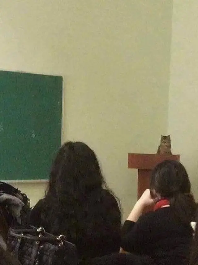 10 Kelakuan Kocak Kucing Bila Sedang di Dalam Kelas, Bikin Ketawa