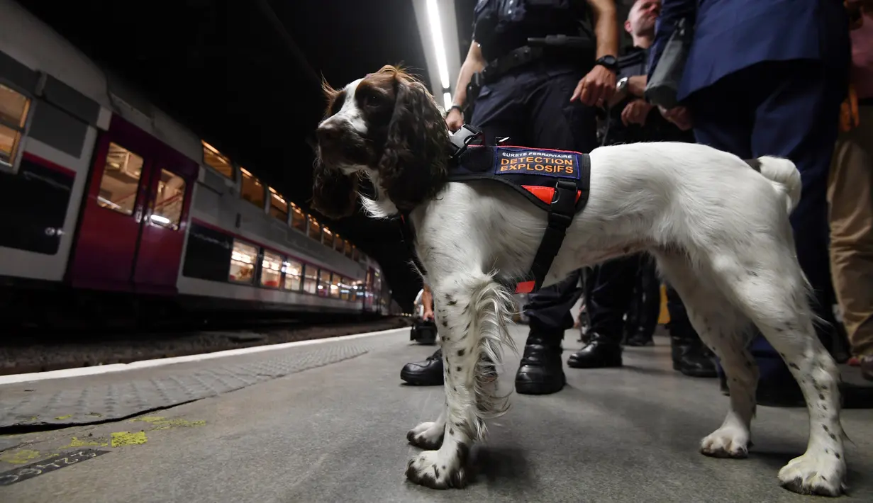 Lina, anjing yang dilatih untuk mendeteksi bahan peledak untuk polisi kereta api Ile-de-France berada di sebuah stasiun kereta bawah tanah di Paris (4/9). (AFP Photo/Alain Jocard)