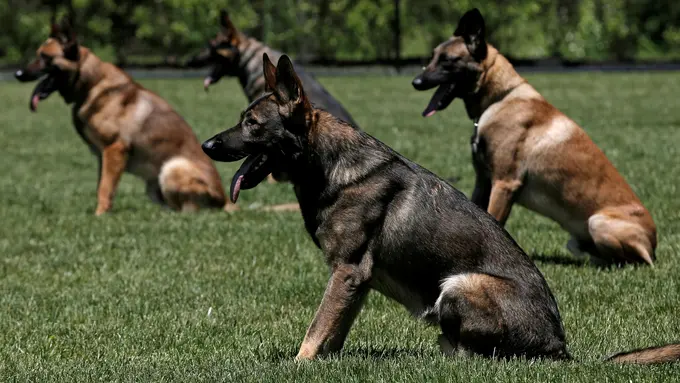 [Bintang] Anjing adu goyang