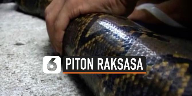 VIDEO: Petani Temukan Ular Piton Raksasa di Selokan