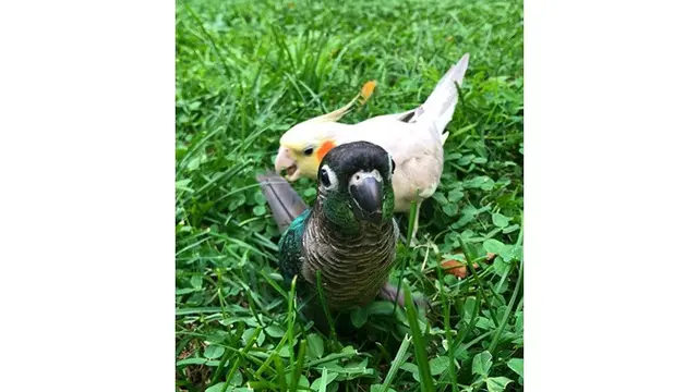 Tingkah 7 Burung Ini Sukses Bikin Gemas Sekaligus Geleng Kepala