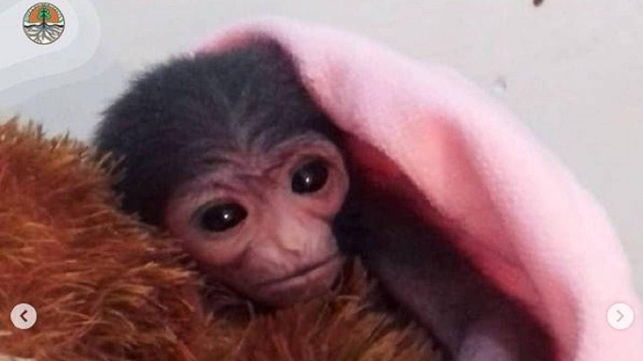 Jolly, Induk Owa Jawa Melahirkan Bayi Mungil Secara Caesar