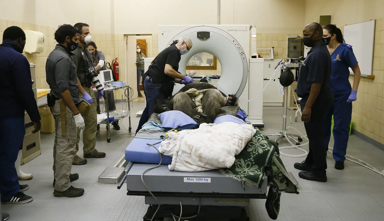 Spesialis dari Kebun Binatang Johannesburg dan University of Pretoria's Onderstepoort Veterinary Academy menyiapkan Makokou untuk menjalani CT scan di Veterinary Academy Hospital, Pretoria, Afrika Selatan, Sabtu (6/6/2020). Makokou menjalani CT scan karena sakit polip. (Phill Magakoe/AFP)