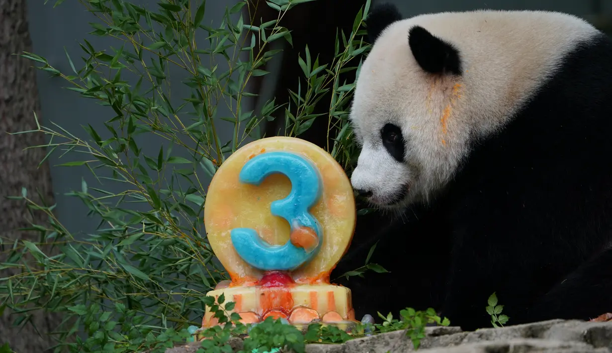 Panda Raksasa Xiao Qi Ji memakan kue "buah-buahan" ramah panda untuk merayakan ulang tahun ketiganya, di Kebun Binatang Nasional Smithsonian di Washington, DC, pada 21 Agustus 2023. (AFP/Stefani Reynolds)