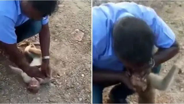 Aksi Heroik Pria Selamatkan Monyet