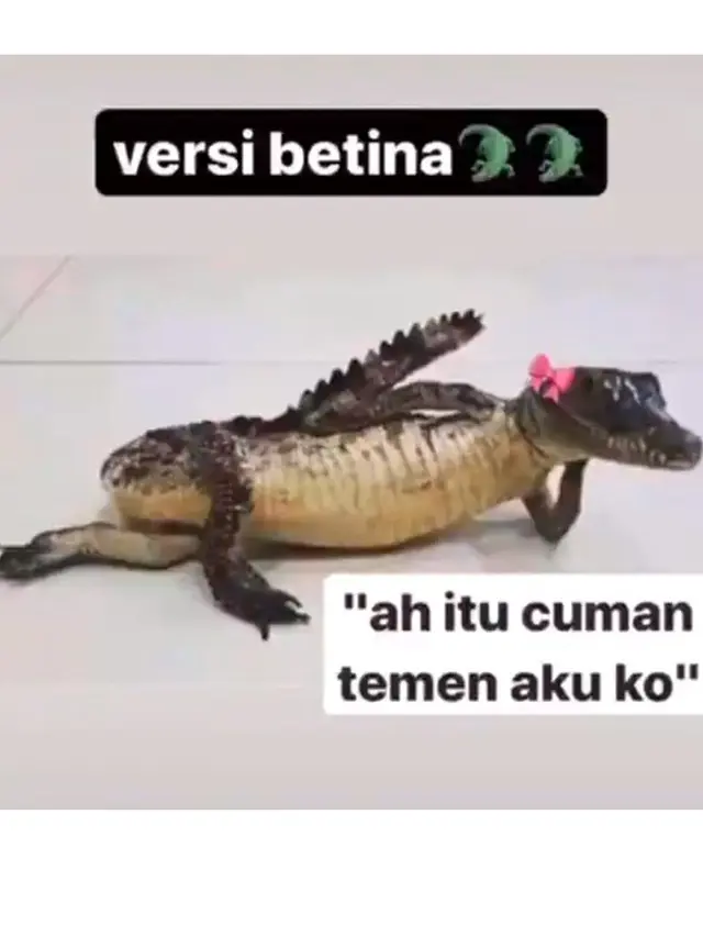 10 Meme Buaya Darat Versi Betina Ala Netizen Ini Bikin Geleng Kepala